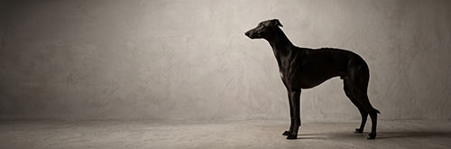 Pets photography